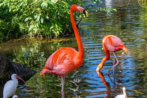 Hermosos Manantiales Florida Flora Y Fauna En Enero Foto de archivo - Imagen de fondo, verde ...