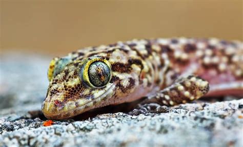 Mediterranean House Gecko Species Information and Facts