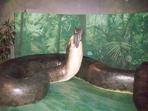 Titanoboa: Prehistoric Monster Snake | HubPages