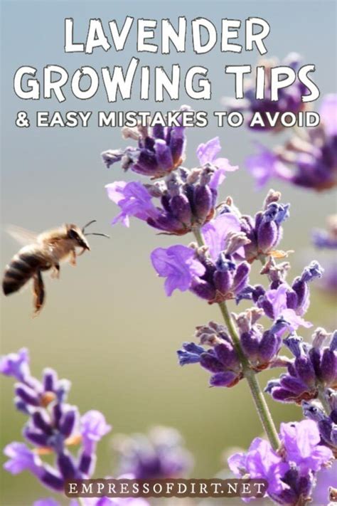 Expert Lavender Growing Tips for Home Gardeners — Empress of Dirt | Growing lavender, Lavender ...