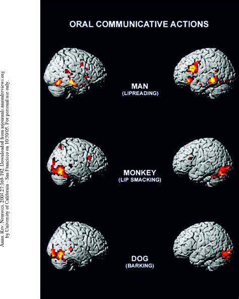 [PDF] THE MIRROR-NEURON SYSTEM IN MONKEYS F 5 | Semantic Scholar