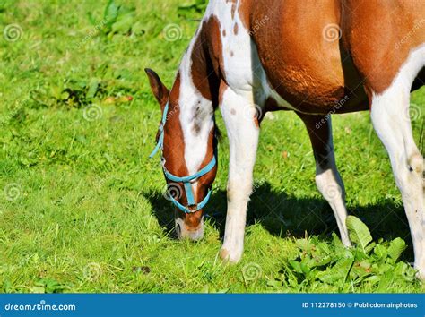 Horse, Grazing, Grass, Pasture Picture. Image: 112278150