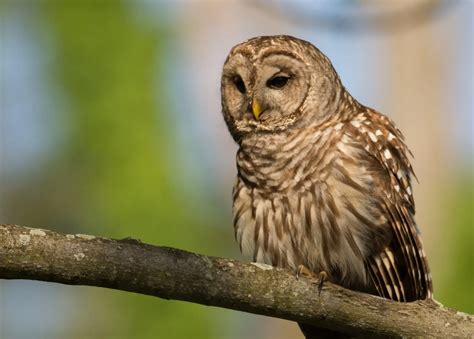 Everything You Need to Know About Owls in Florida - Bird Advisors