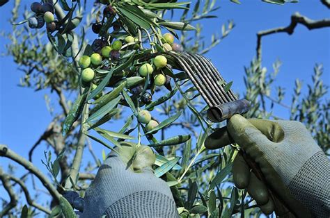 Arbequina Olive Trees Buying & Growing Guide | Trees.com