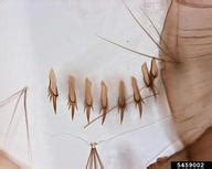 Aedes aegypti mosquito - Entomology Guide