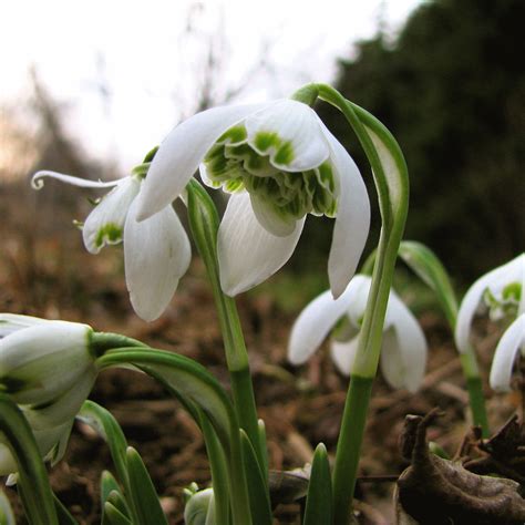 Double snowdrops | Lynn | Flickr