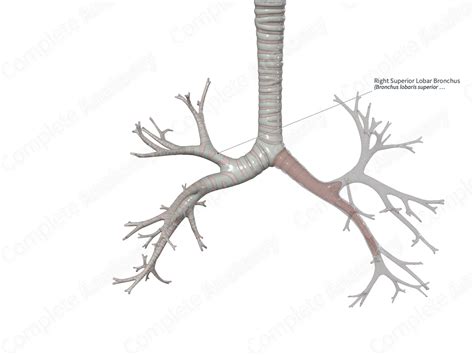 Right Superior Lobar Bronchus | Complete Anatomy