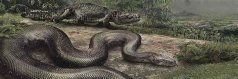 Discovery Of Giant Snake Fossil Gives Hope To Rainforests Surviving Climate Change – Groovy Green