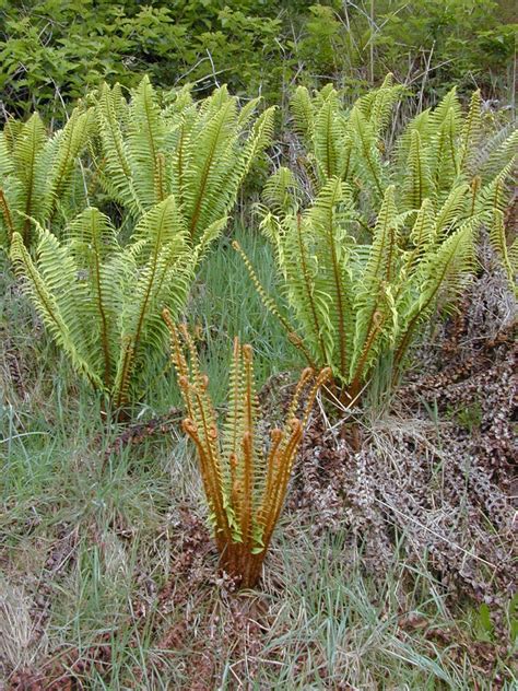 Dryopteris wallichiana – Ballyrobert Gardens