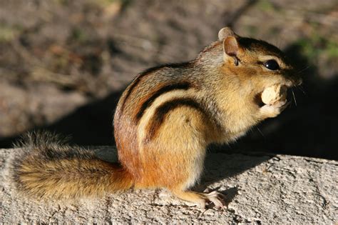 Chipmunk Basic - JapaneseClass.jp