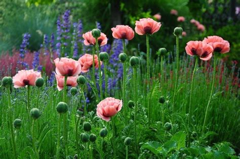 Pink flowers, poppy, flower field, meadow wallpaper | Beautiful flowers ...