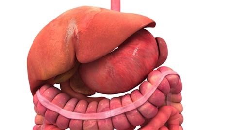 Digestive System: Role of Stomach and Small Intestine