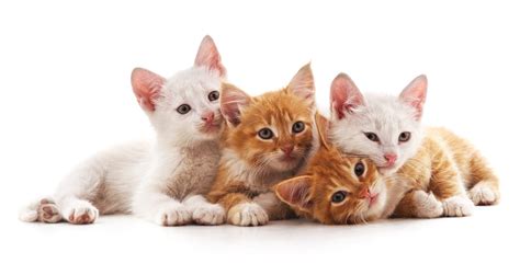 Bonded Cats & Their Mysterious Social Structures Part 1 | Vet Organics