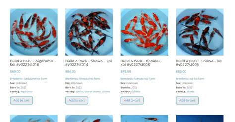 Best Places to Buy Koi Online: Real Reviews of 6 Fish Sellers to Find the Top Koi Shop ...