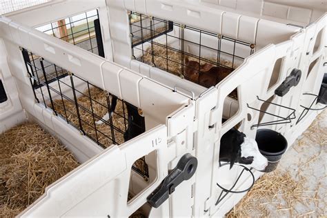 Indoor Calf Pens — SteelHead Ag