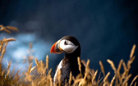 Wallpaper : puffin, bebek, burung, paruh, rumput 1680x1050 - wallup ...