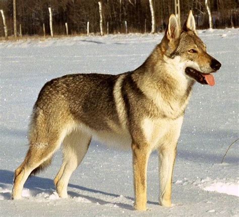 Cane lupo cecoslovacco - Cani Taglia Grande - Caratteristiche del cane ...