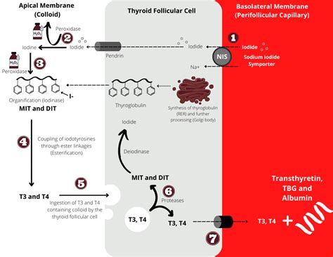 Thyroid Hormone Synthesis - My Endo Consult