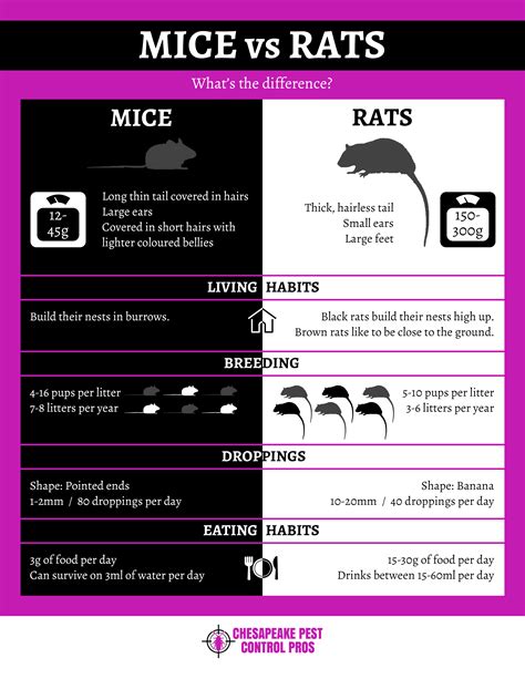 Telling the Difference Between Mice and Rats - Infographic