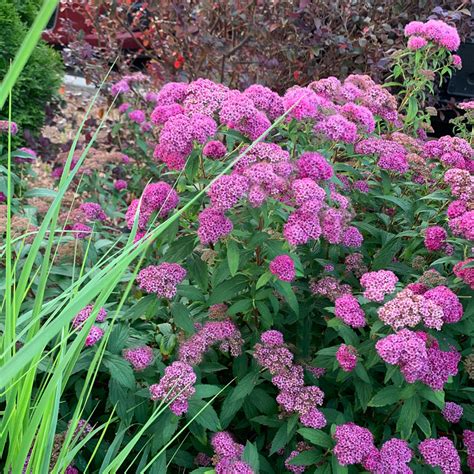 Little Princess Spirea | Dwarf Spirea Little Princess — PlantingTree