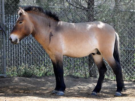 Mongolian wild horse...in captivity... | Rare horse breeds, Horses ...