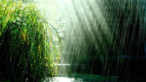 Free photo: Tropical Rain - Atmosphere, Weather, Water - Free Download - Jooinn