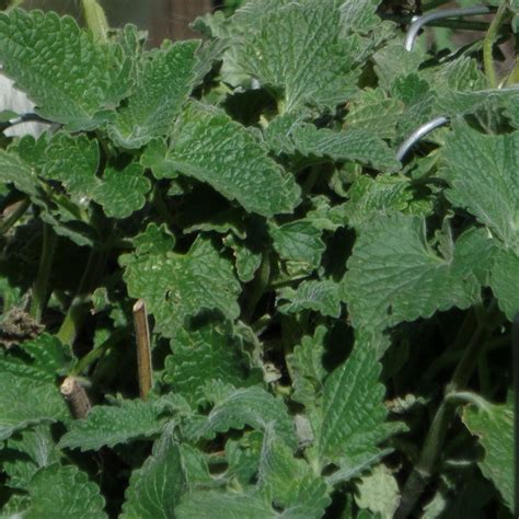 Catnip Seeds | Catnip plant, Plants, Growing indoors