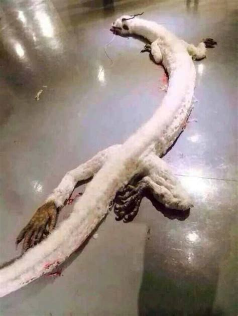 Photos Of 'Dragon' Shot Dead In West Malaysia Home