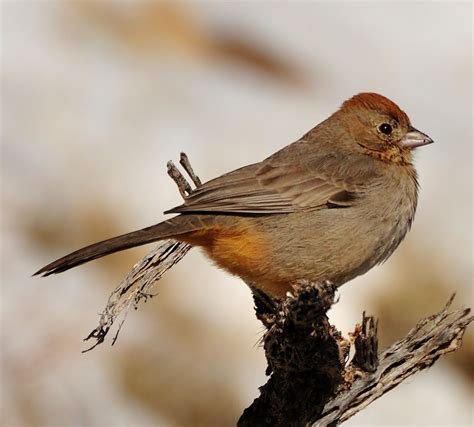 Canyon Towhee Female | Life List of Birds | Pinterest