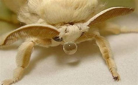 Pin on animales | Cute moth, Cool insects, Pretty animals