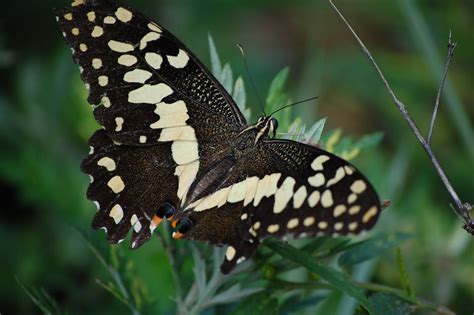 Black and White Butterfly on Leaf · Free Stock Photo