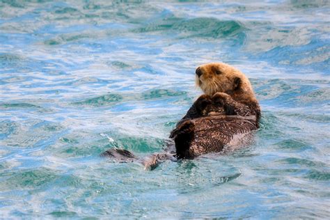 Sea Otter, Wildlife, Alaska, Nature Photo - Etsy