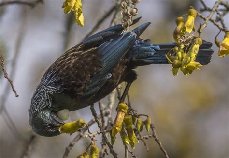 Discover the National Flower of New Zealand: The Kōwhai - A-Z Animals