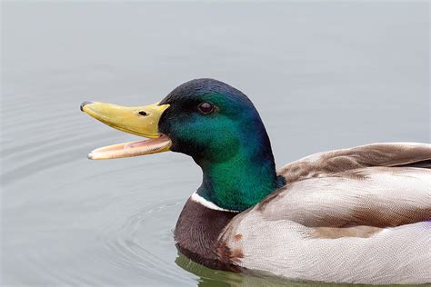 Male Drake Mallard Duck Photograph by Jit Lim - Fine Art America