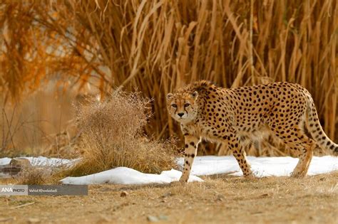 Asiatic cheetahs’ return to birthplace: semi-captive living or reaching end of life? - Tehran Times