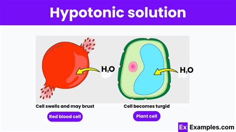 Hypotonic solution - Meaning, Examples, Hypertonic cells & Uses