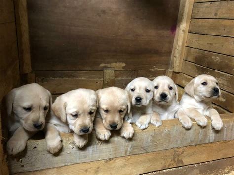 Golden Labrador Puppies for sale | in Newcastle Emlyn, Carmarthenshire ...