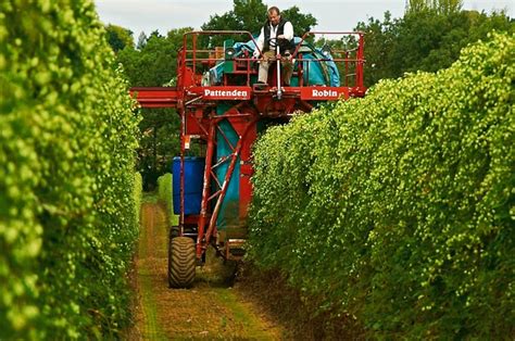 2016 British hop production increases 8%, a photo blog of the harvest