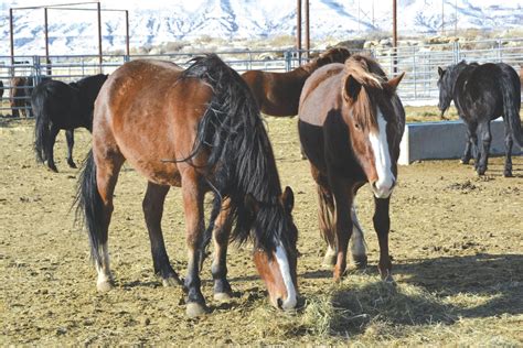 Bureau of Land Management offers wild horses adoption incentive | Local | wyomingnews.com