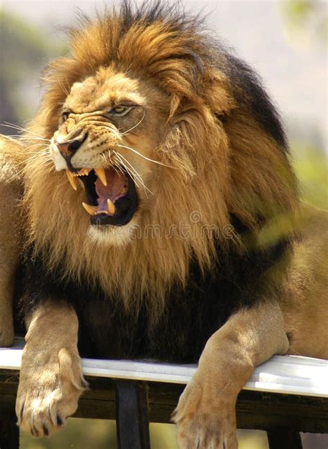 Lion roaring and showing his teeth. Agitated male lion angrily roars as he lets , #Sponsored, # ...