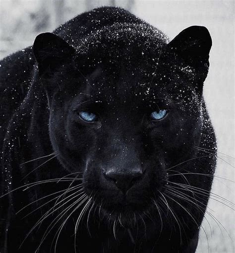 Black Panther😍⚫️ look at those blue eyes | Panther pictures, Animals ...