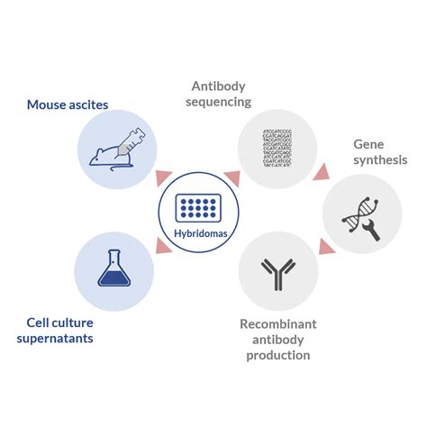 Tips to choose the best monoclonal antibody production process for your project