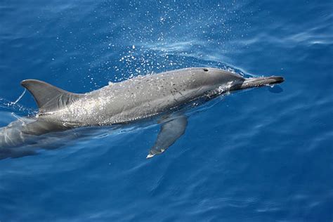 Dolphin Blowhole Stock Photos, Pictures & Royalty-Free Images - iStock