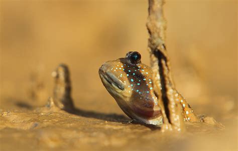 True Facts About the Amazing Amphibious Mudskipper