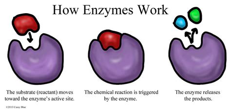 Enzyme Diagram by Cassy-Blue on DeviantArt