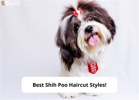 11 Best Shih Poo Haircut Styles – With Pictures!