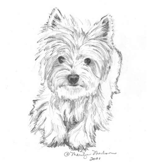 Great yorkie sketch West Highland Terrier, Animal Drawings, Pencil ...