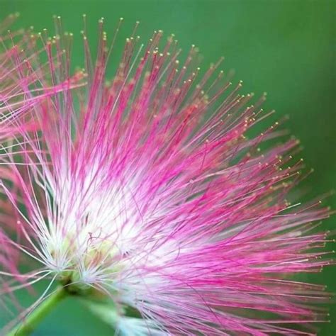 Albizia Julibrissin Durazz Flower Seeds, 20pcs/pack – UrbanGardenSeed