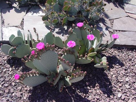 Tucson Daily Happenings: "The beauty of the Sonoran Desert"