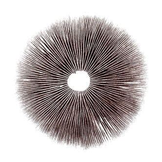 Buy Magic Mushroom Spore Prints 🍄 - Zamnesia